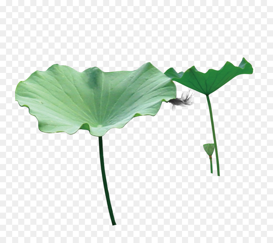 Detail Lotus Leaf Png Nomer 10