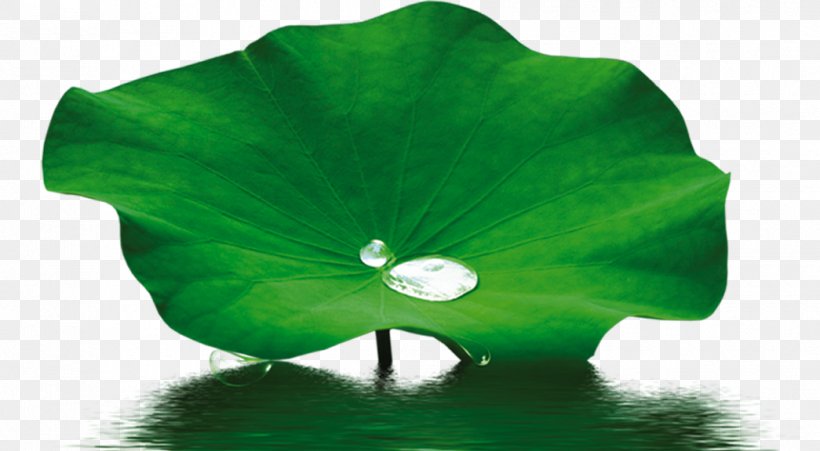 Detail Lotus Leaf Png Nomer 12