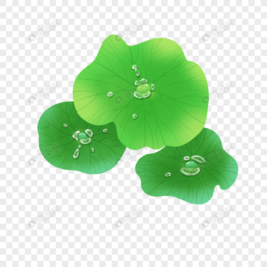 Detail Lotus Leaf Png Nomer 14