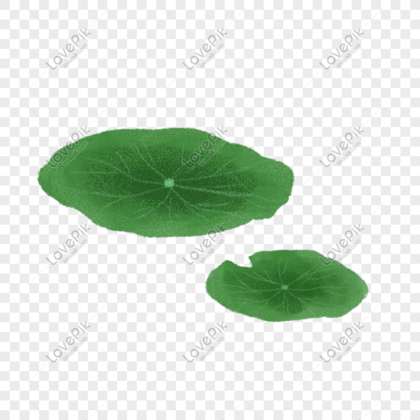 Detail Lotus Leaf Png Nomer 20