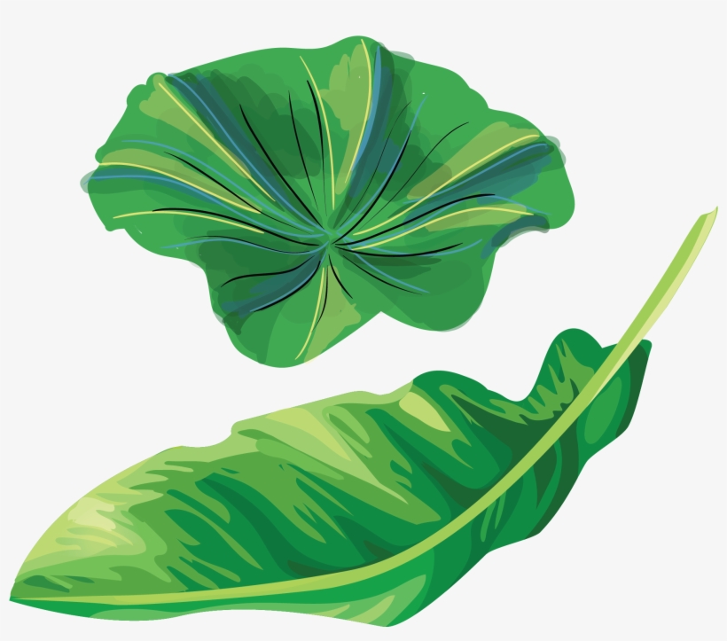 Detail Lotus Leaf Png Nomer 25