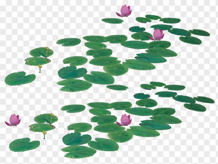 Detail Lotus Leaf Png Nomer 31