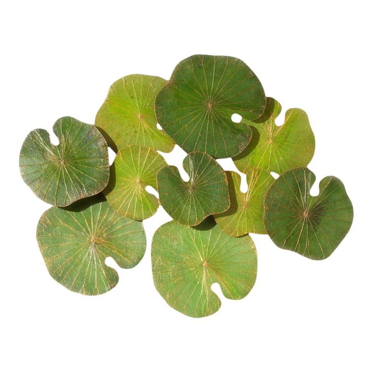 Detail Lotus Leaf Png Nomer 37