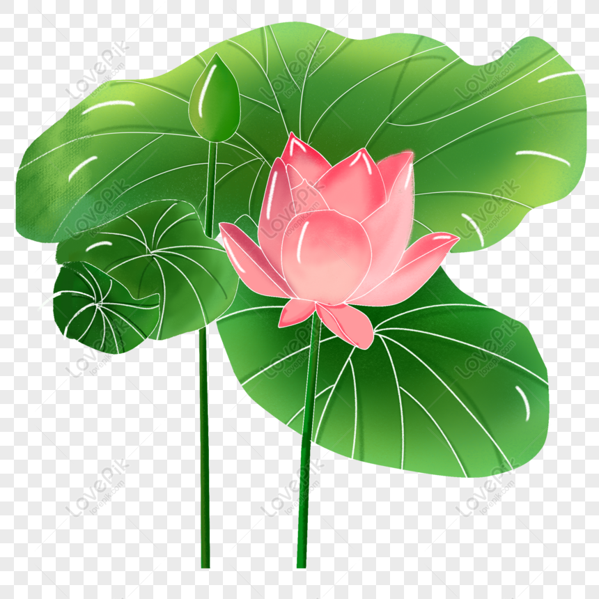 Detail Lotus Leaf Png Nomer 38