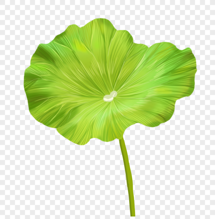 Detail Lotus Leaf Png Nomer 5