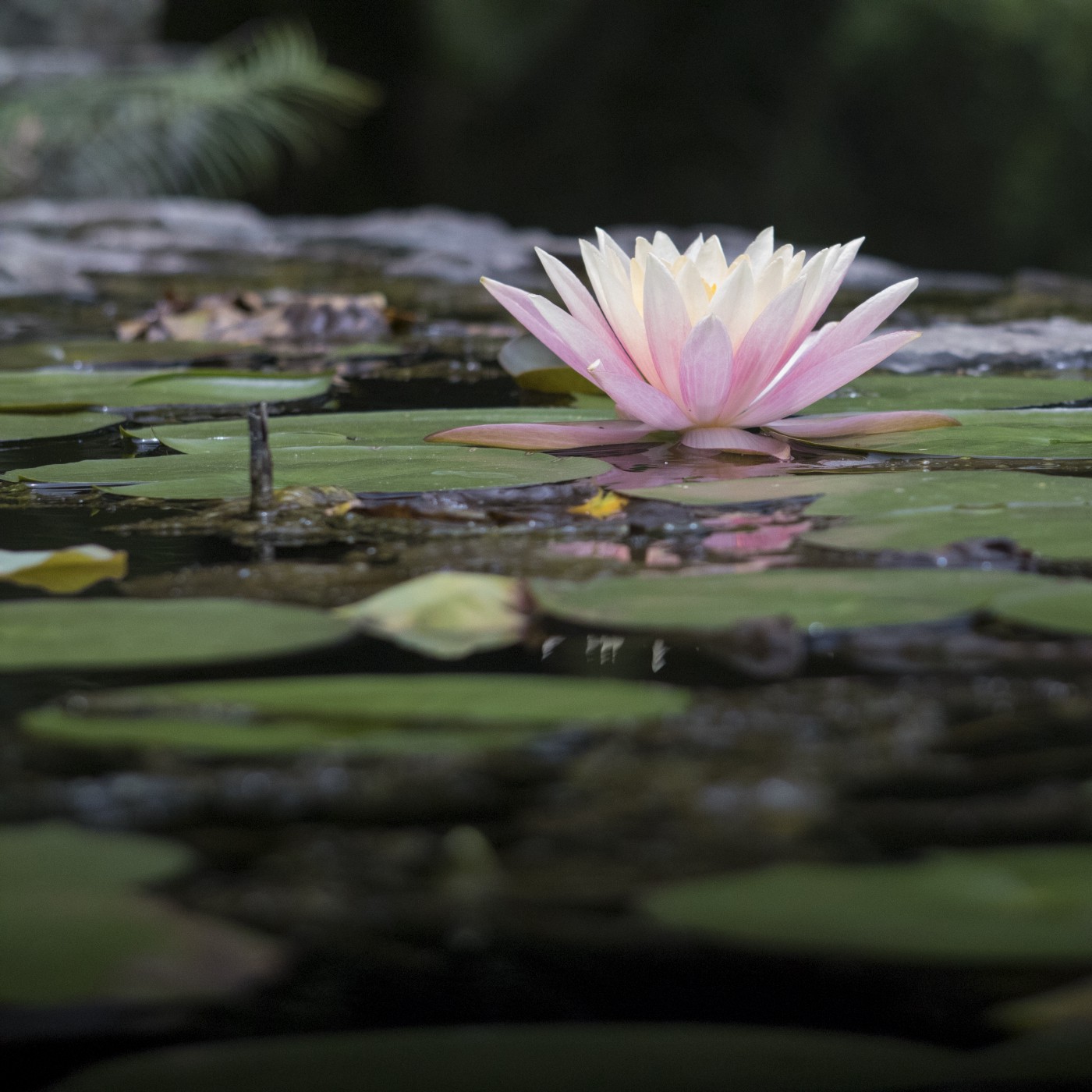 Detail Lotus Plant Images Nomer 28