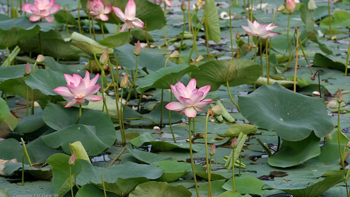 Detail Lotus Plant Images Nomer 3