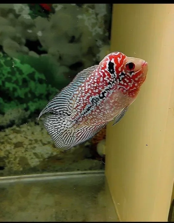 Detail Louhan Full Mutiara Nomer 42