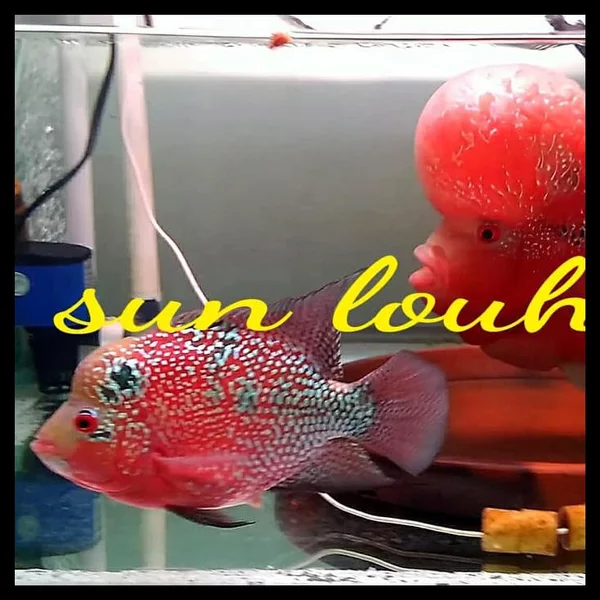 Detail Louhan Import Murah Nomer 43