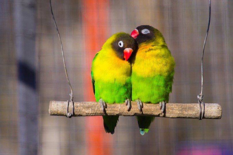 Download Love Bird Gambar Nomer 45