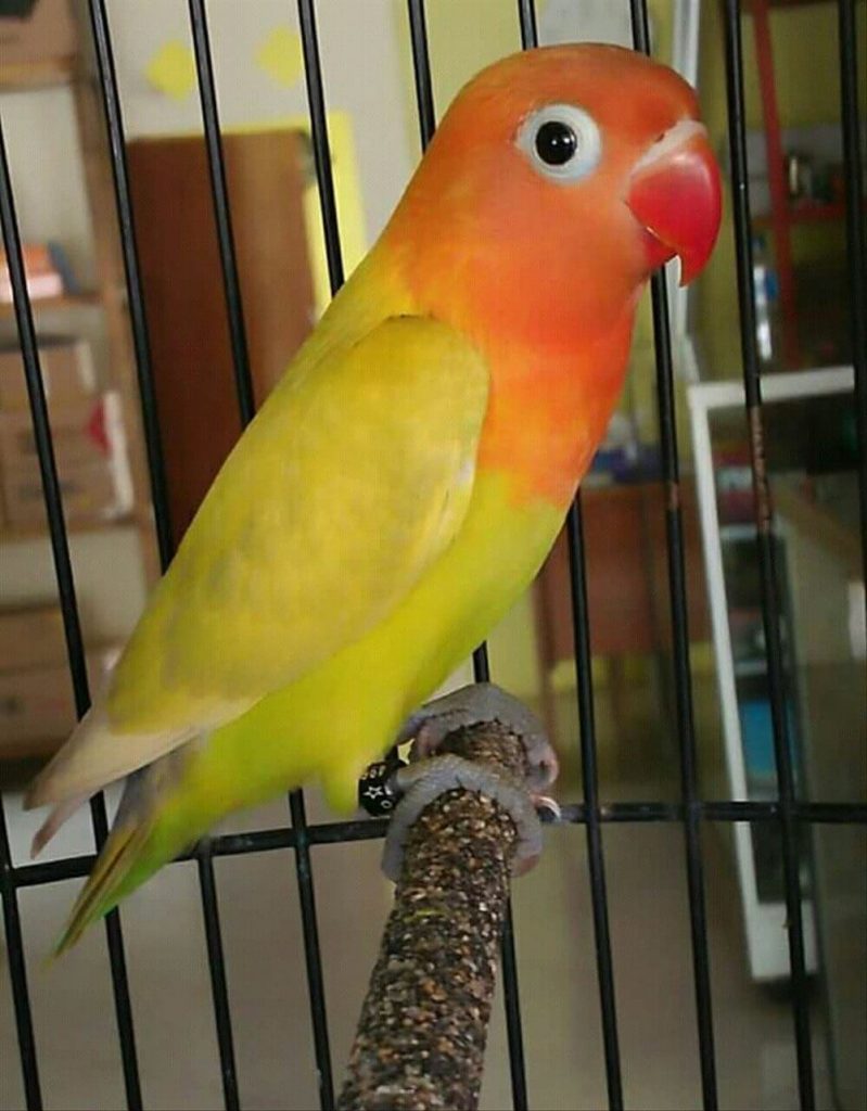 Detail Love Bird Pastel Ijo Nomer 35