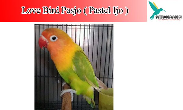 Detail Love Bird Pastel Ijo Nomer 36