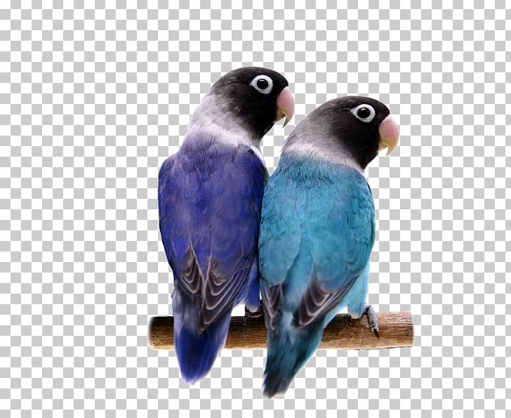 Detail Love Bird Png Nomer 33