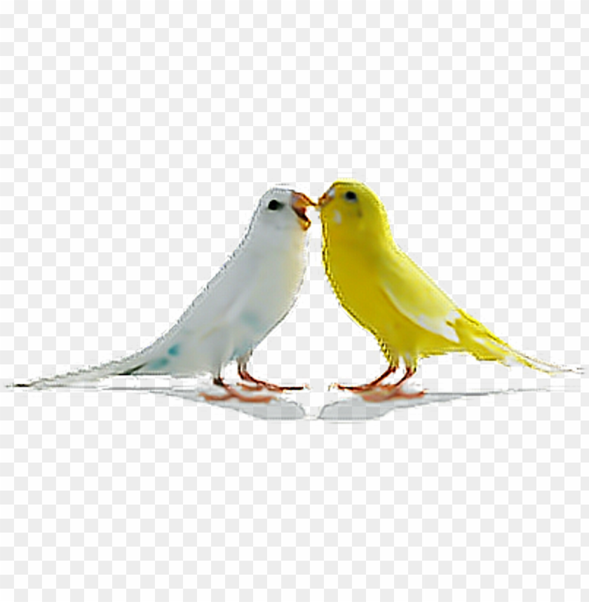 Detail Love Birds Png Nomer 16