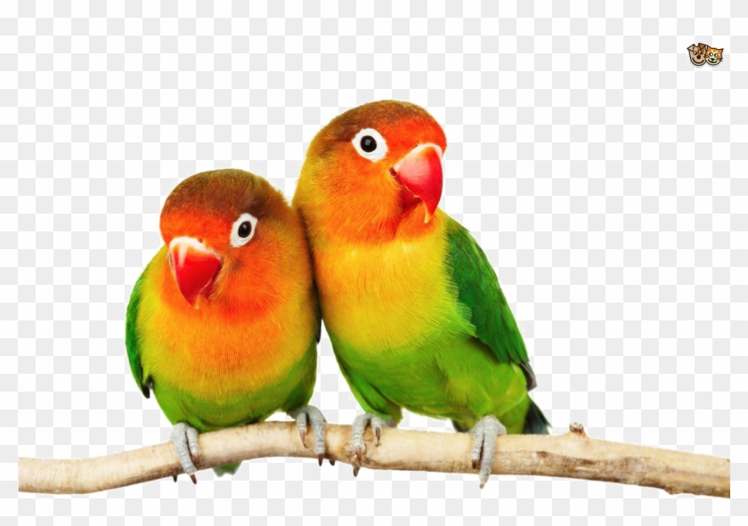 Detail Love Birds Png Nomer 5