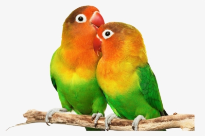 Detail Love Birds Vector Png Nomer 21