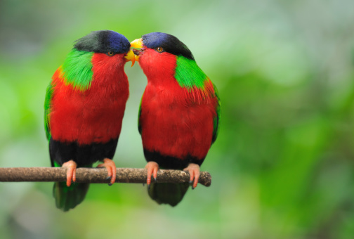 Detail Love Birds Wallpaper Nomer 13