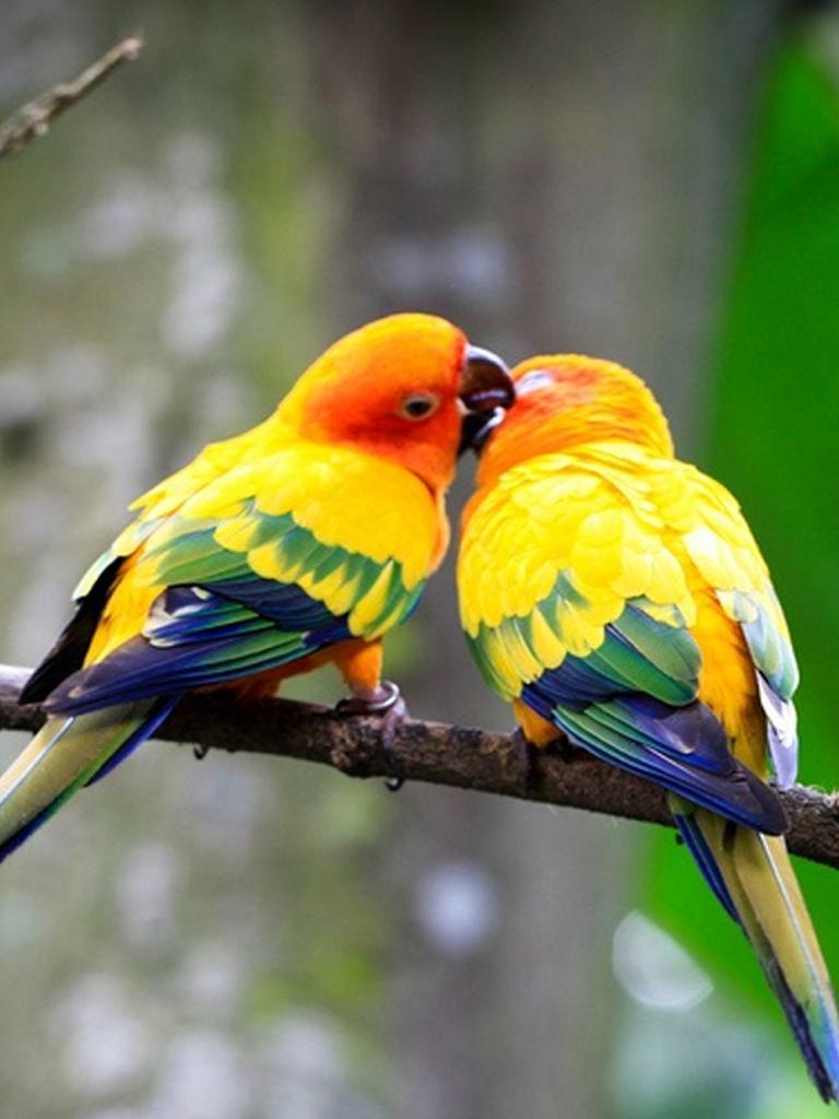 Detail Love Birds Wallpaper Nomer 26