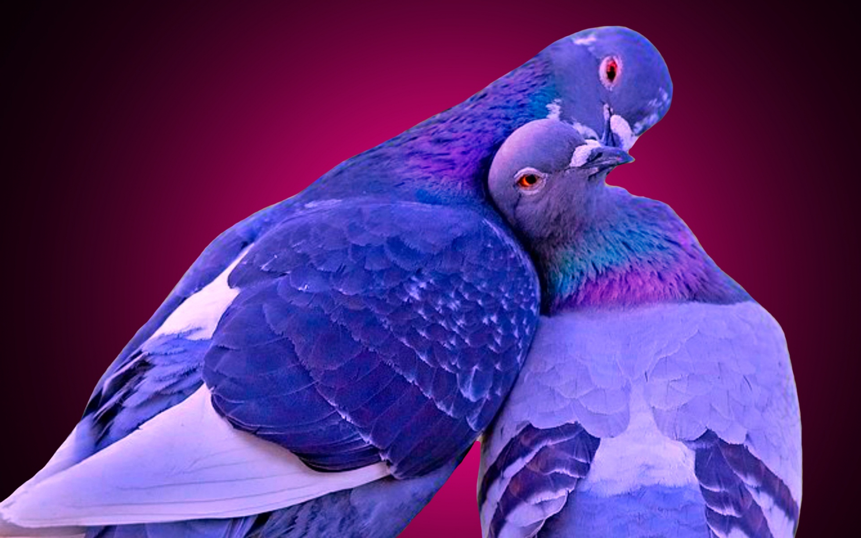 Detail Love Birds Wallpaper Nomer 34