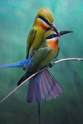 Detail Love Birds Wallpaper Nomer 44