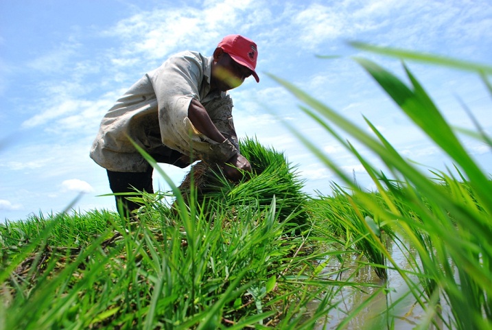 Detail Pekerjaan Di Bidang Pertanian Nomer 24