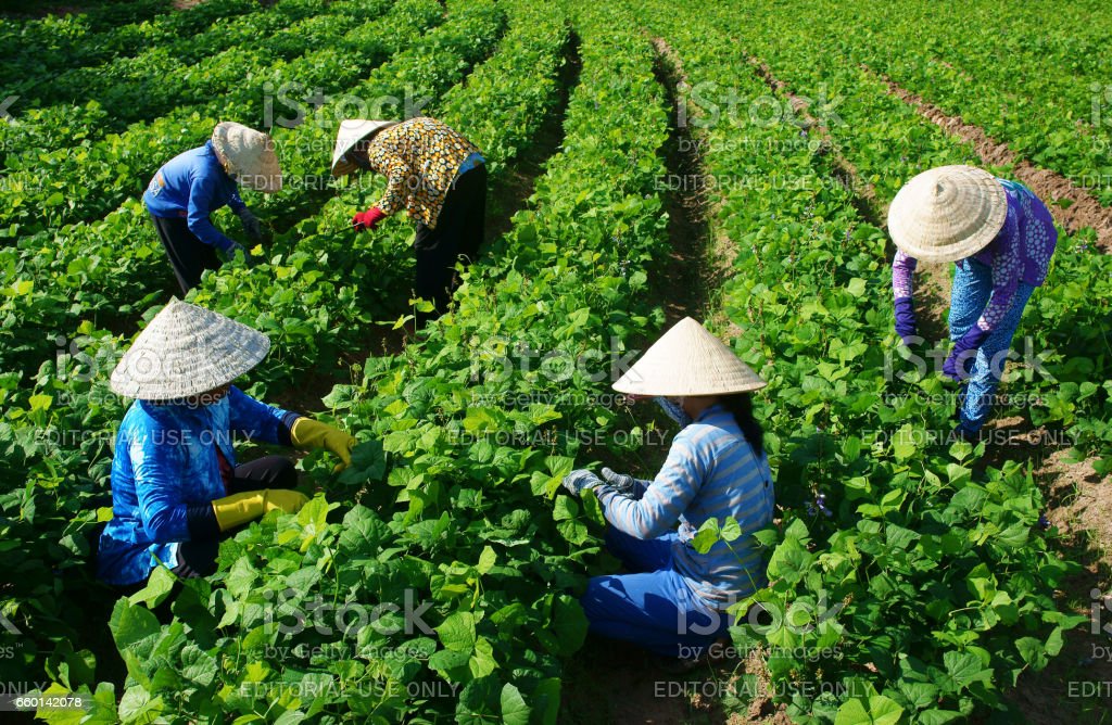 Detail Pekerjaan Di Bidang Pertanian Nomer 26