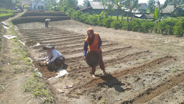 Detail Pekerjaan Di Bidang Pertanian Nomer 33