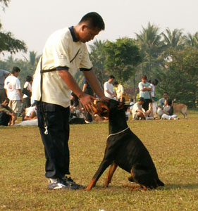 Detail Pelatihan Anjing Gratis Nomer 22