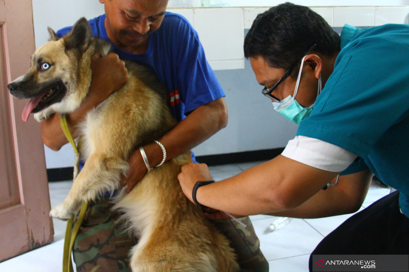 Detail Pelatihan Anjing Gratis Nomer 41