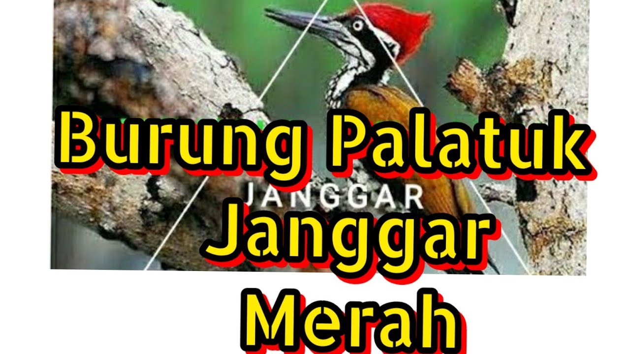 Detail Pelatuk Jambul Kuning Nomer 23