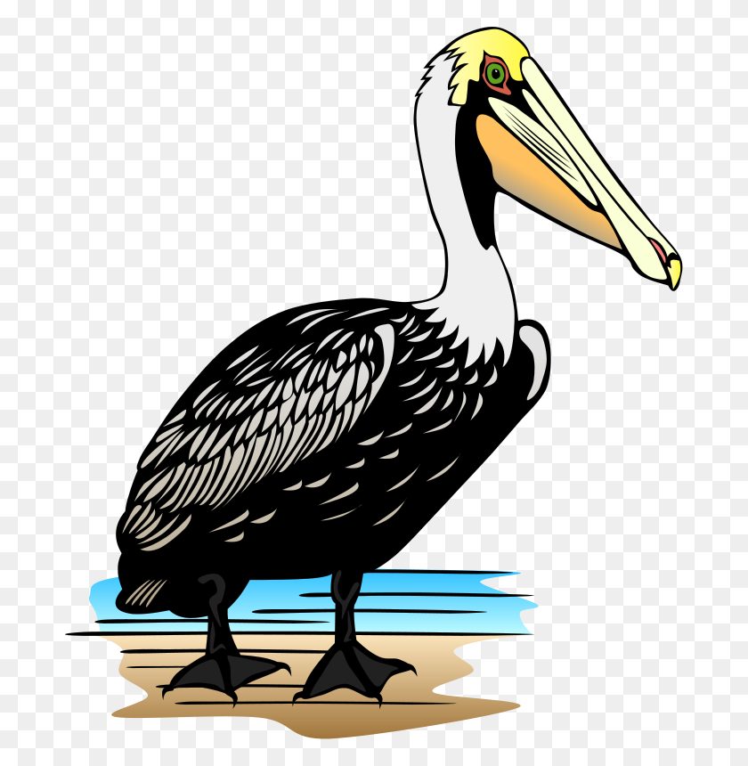 Detail Pelican Clipart Nomer 10