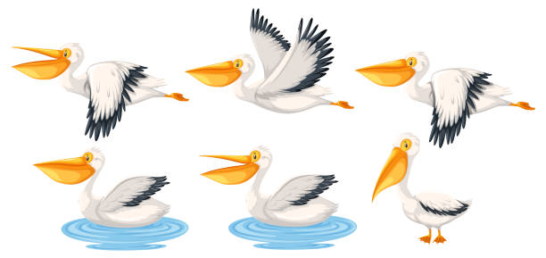 Detail Pelican Clipart Nomer 12