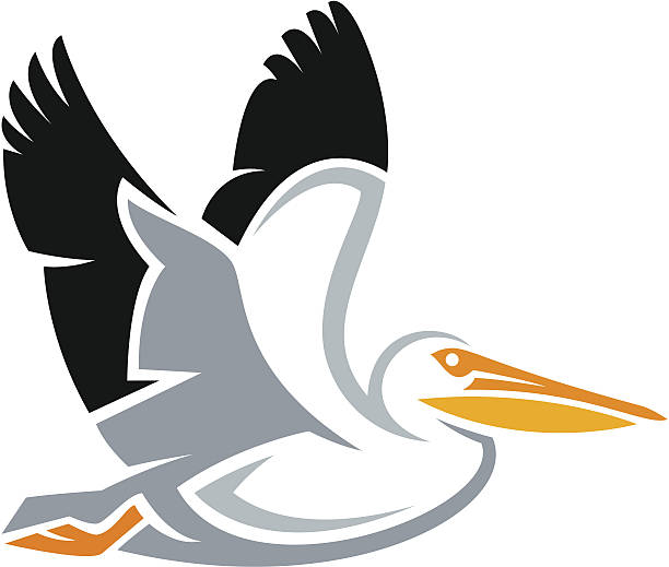 Detail Pelican Clipart Nomer 23