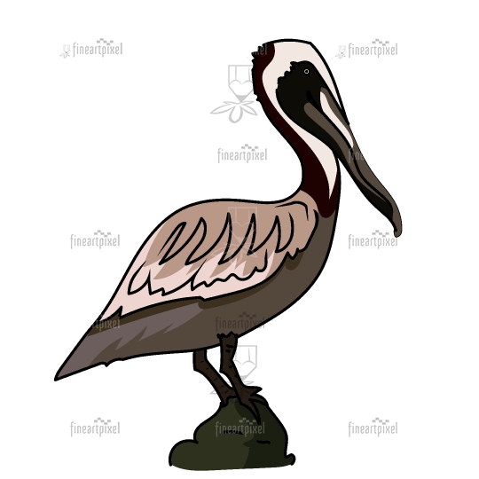 Detail Pelican Clipart Nomer 41