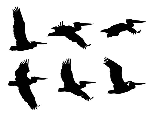 Detail Pelican Clipart Nomer 54