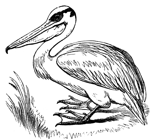 Detail Pelican Clipart Black And White Nomer 14