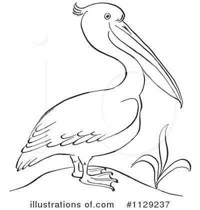 Detail Pelican Clipart Black And White Nomer 17