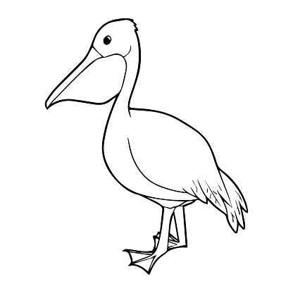 Detail Pelican Clipart Black And White Nomer 23