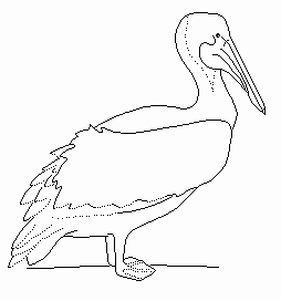 Detail Pelican Clipart Black And White Nomer 25