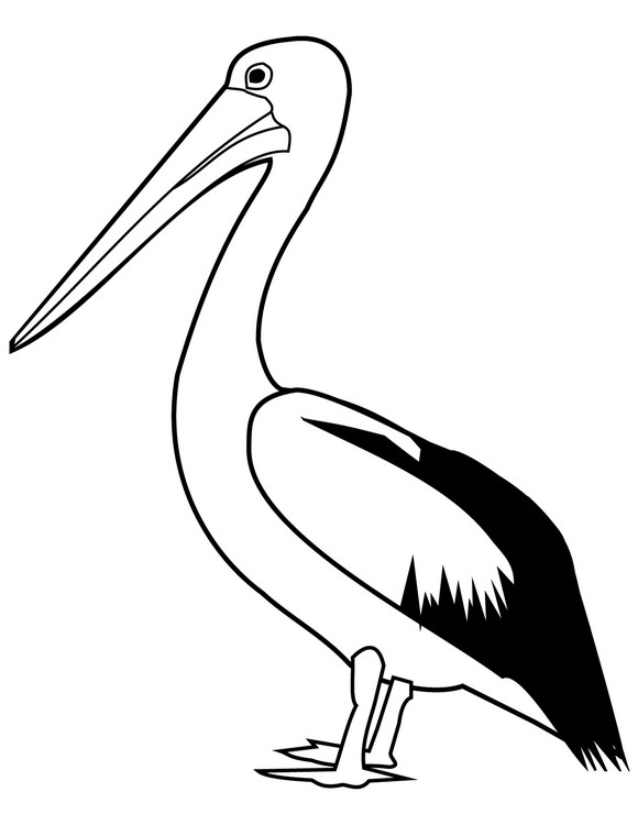 Detail Pelican Clipart Black And White Nomer 30