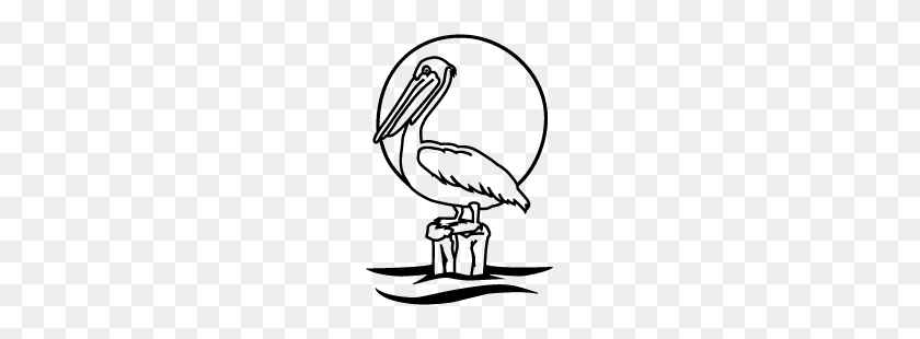 Detail Pelican Clipart Black And White Nomer 33