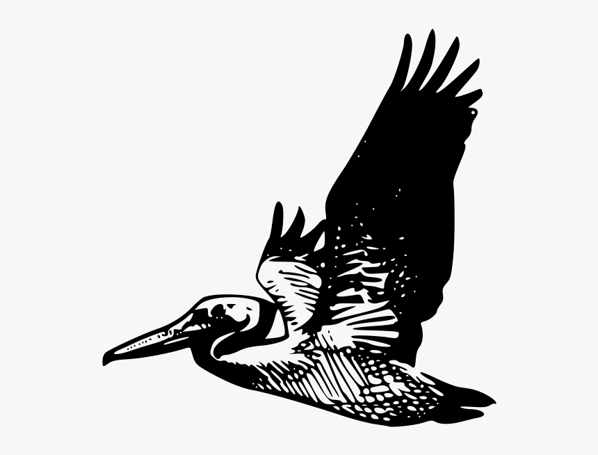 Detail Pelican Clipart Black And White Nomer 34