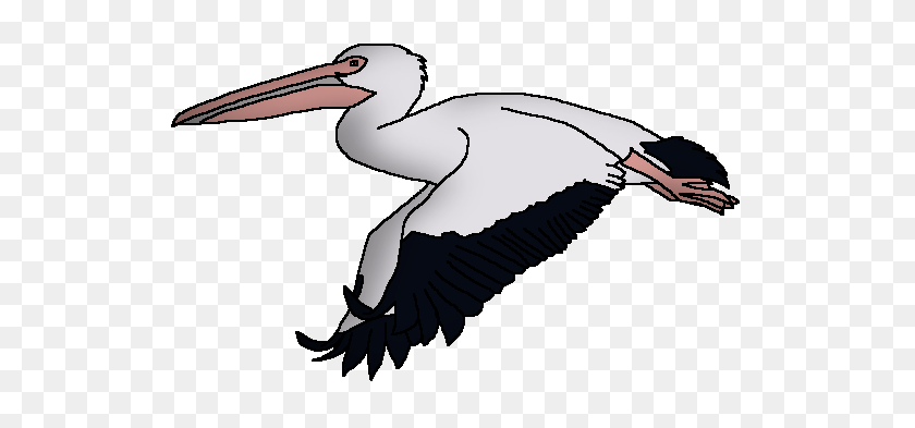 Detail Pelican Clipart Black And White Nomer 36