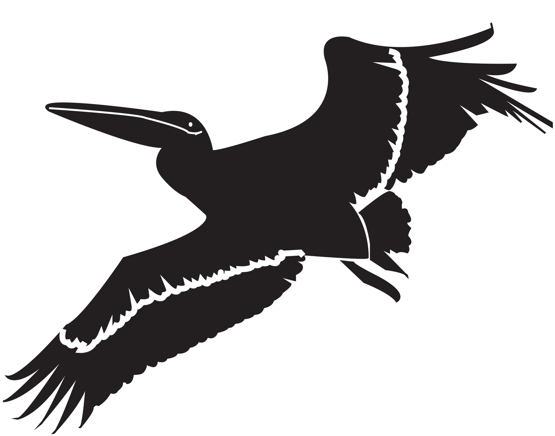 Detail Pelican Clipart Black And White Nomer 38