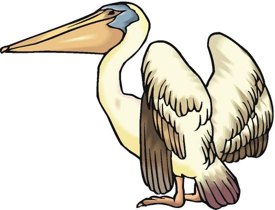 Detail Pelican Clipart Free Nomer 34