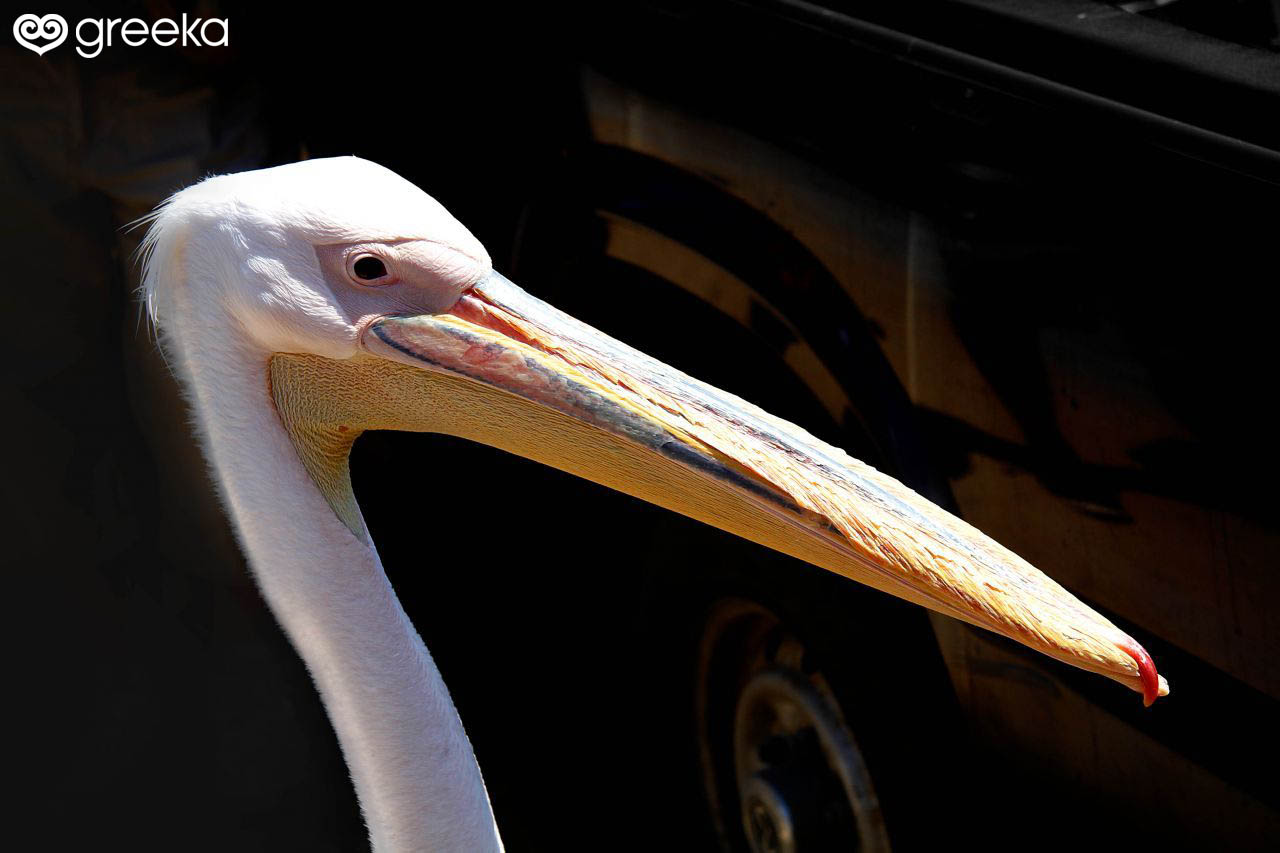 Detail Pelican Images Nomer 41