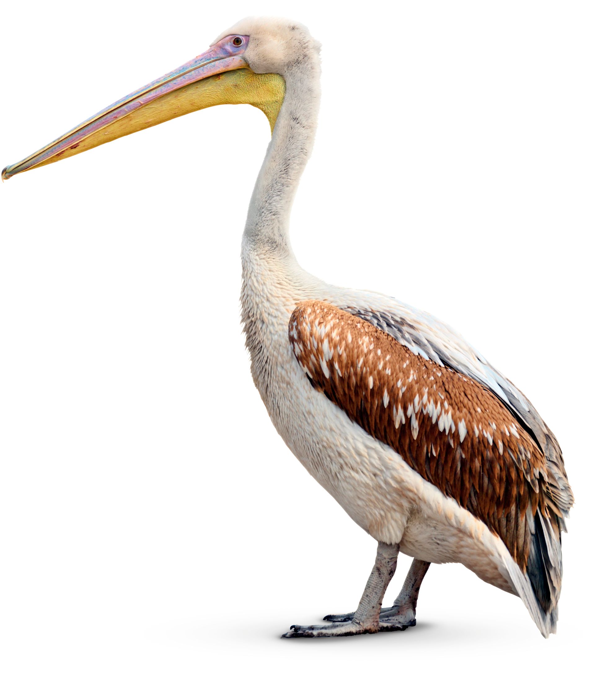 Detail Pelican Images Nomer 8