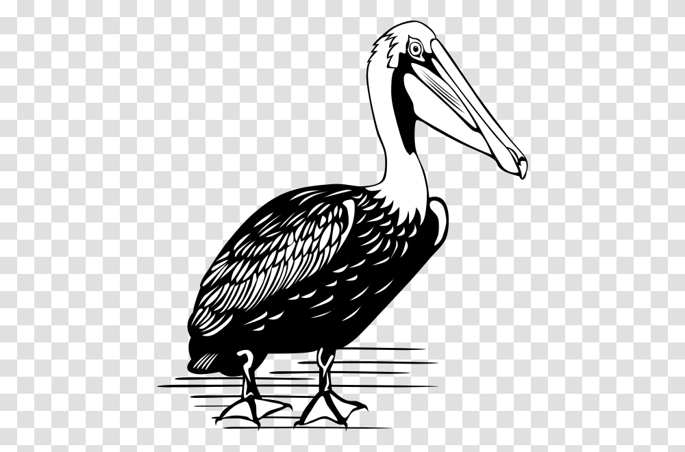 Detail Pelican Images Clip Art Nomer 13