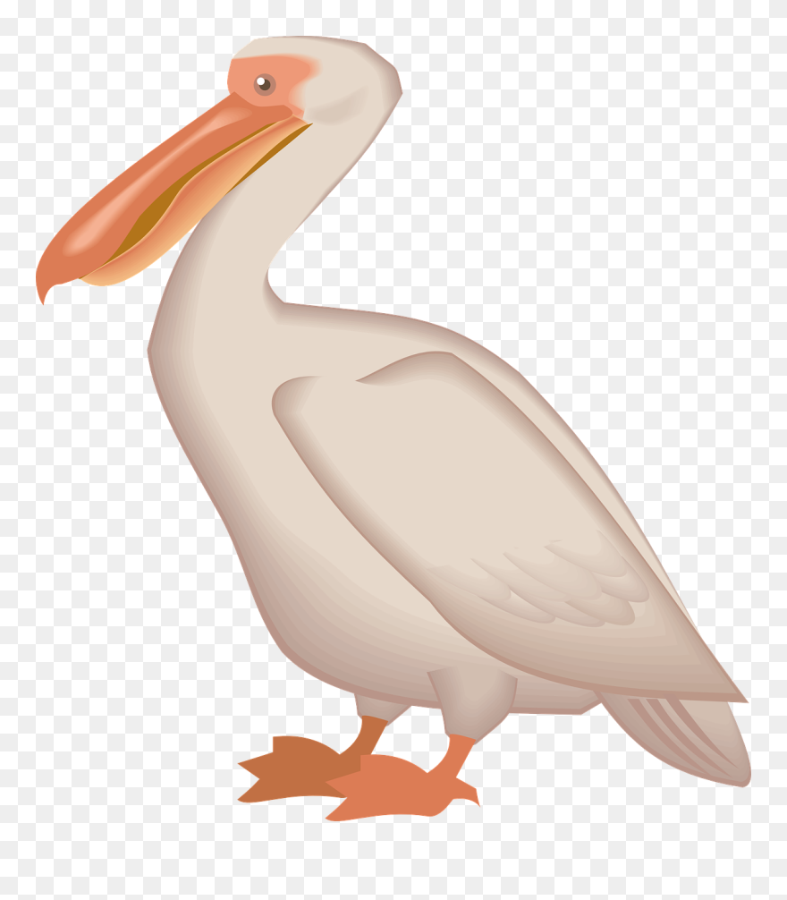 Detail Pelican Images Clip Art Nomer 16