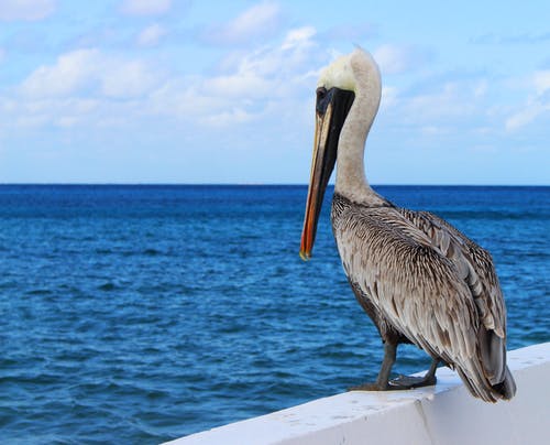 Pelican Images Free - KibrisPDR